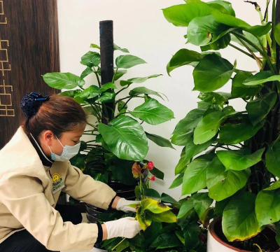 家庭养花用生根粉