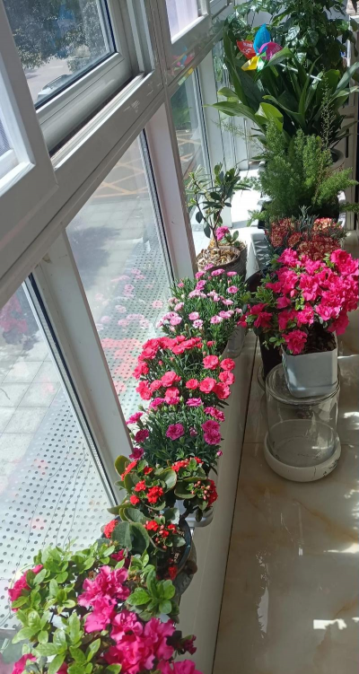 家庭养花用生根粉