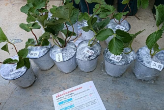 家庭养花用生根粉