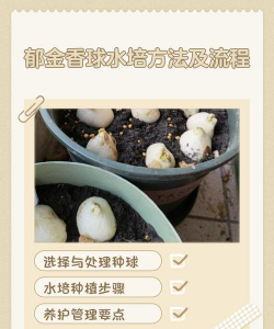 怎么养花球水培