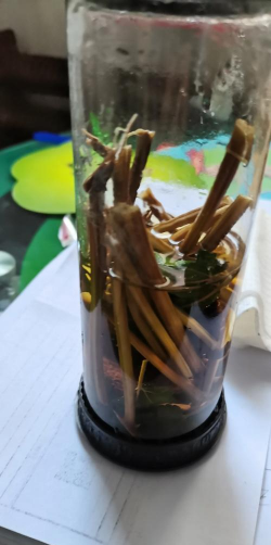 家庭养花用生根粉