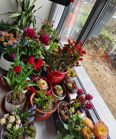 家庭养花用生根粉