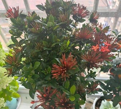 家庭养花用生根粉