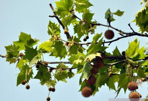 无忧花茸毒蛾的防治方法
