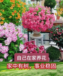 家庭养花用生根粉