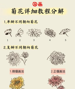 菊花怎么管