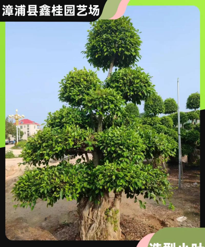 小叶榕叶子像什么