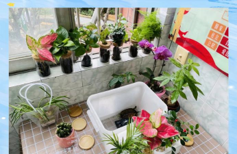 家庭养花用生根粉