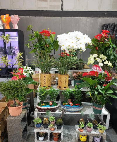 红星附近花店养花