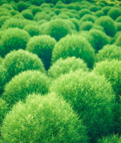 什么是地肤植物