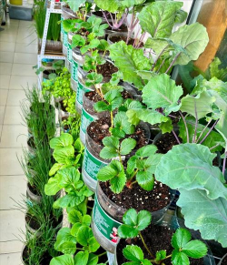 家庭养花用生根粉