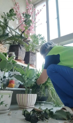 家庭养花用生根粉