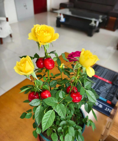 家庭养花用生根粉