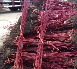 红瑞木苗子如何栽植