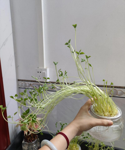 家庭养花用生根粉