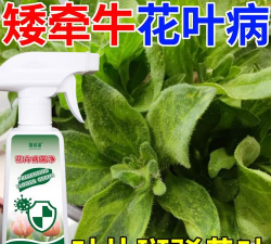 矮牵牛花叶病 矮牵牛花叶病