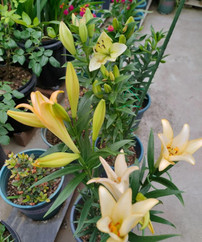 家庭养花用生根粉