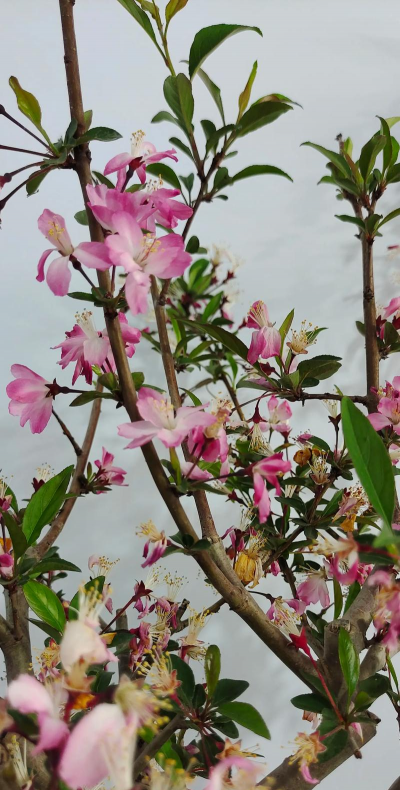 山中养花记海棠