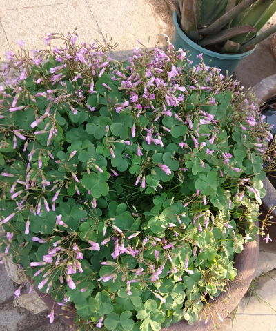 根深叶茂全靠养花