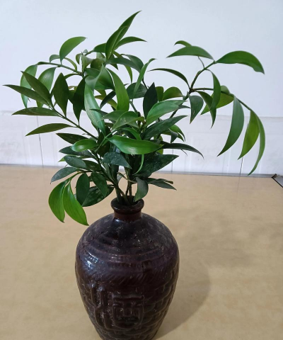 花瓶养花没造型