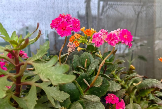 家庭养花用生根粉