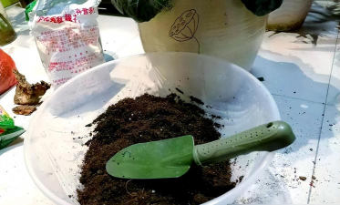 家庭养花用生根粉