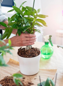 家庭养花用生根粉