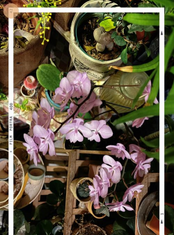 家庭养花用生根粉