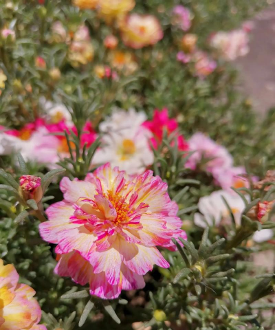 锦绣芳华养花方法