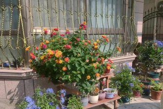 家庭养花用生根粉