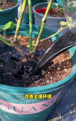 家庭养花用生根粉