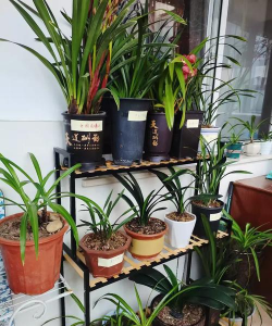 家庭养花用生根粉