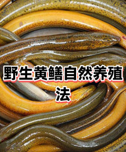 黄鳝水能养花吗