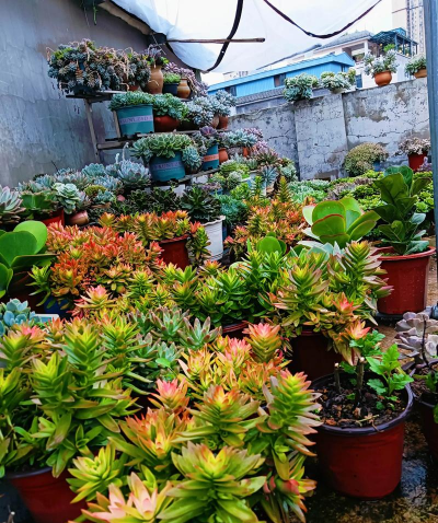 家庭养花用生根粉