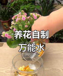 家庭养花用生根粉