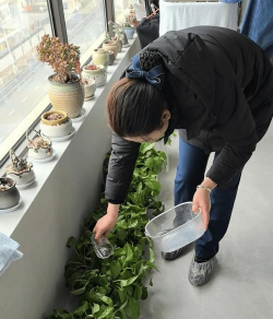 家庭养花用生根粉