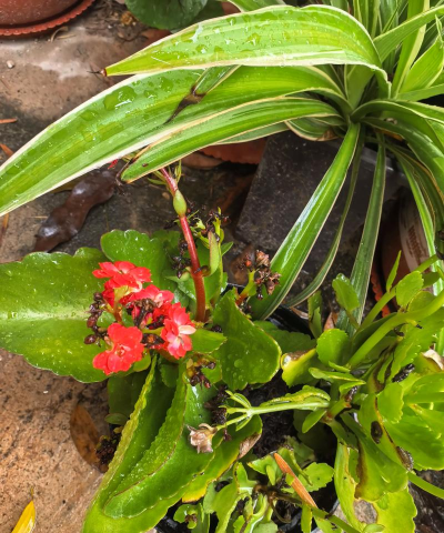 家庭养花用生根粉