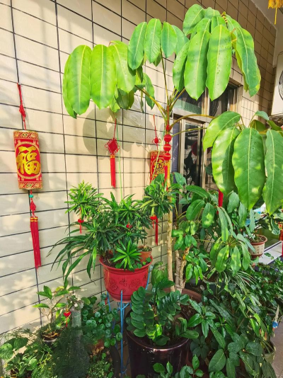 家庭养花用生根粉