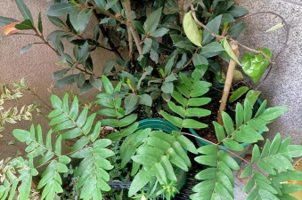 家庭养花用生根粉