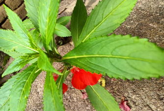 家庭养花用生根粉