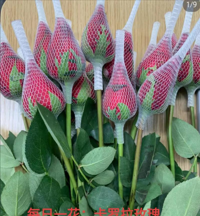 卡罗拉水养花期