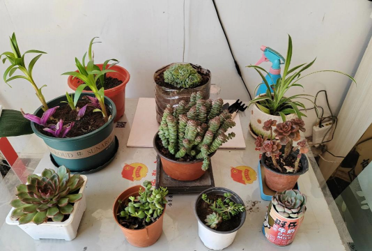 家庭养花用生根粉