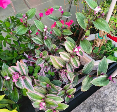 家庭养花用生根粉