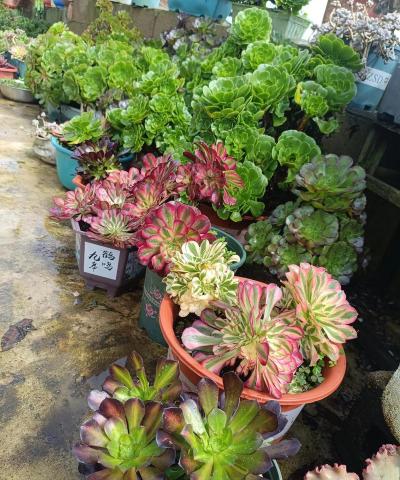 家庭养花用生根粉