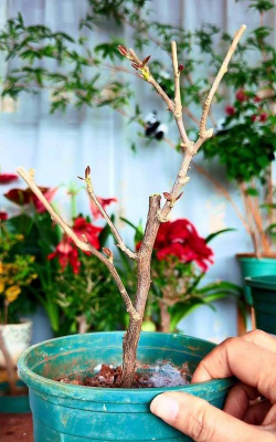 家庭养花用生根粉