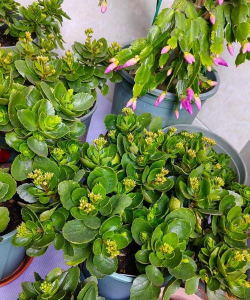 家庭养花用生根粉