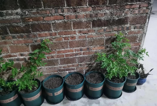 家庭养花用生根粉