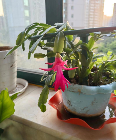 家庭养花用生根粉