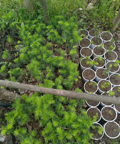 家庭养花用生根粉