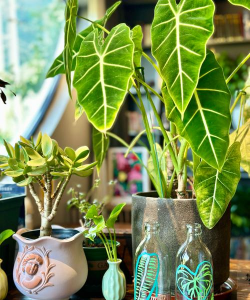 家庭养花用生根粉